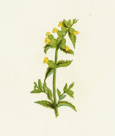 Common Yellow Rattle by English School
